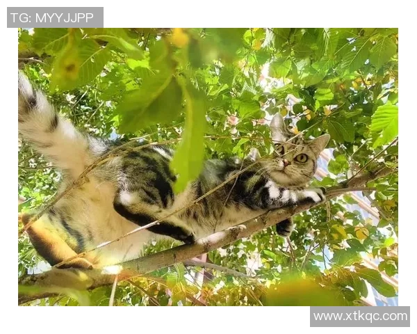 蒲公英的象征与足球明星的成长之路探索与启示 蒲公英的象征与足球明星的成长之路探索与启示